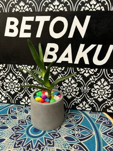 Beton saksıda mini sukulent kompozisiyası - Material: hamar səthli lalafo.az -da — 2 Beton saksıda mini sukulent kompozisiyası - Material: hamar səthli — 2