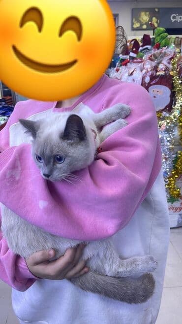 Britan, Erkək, Yaxşı əllərə, Ünvandan götürmə lalafo.az -da Britan, Erkək, Yaxşı əllərə, Ünvandan götürmə