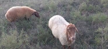 Qoçluq üçün yerli cins qoyunlar (2 baş) Məhsul təsviri:Boğaz qoyunlar lalafo.az -da Qoçluq üçün yerli cins qoyunlar (2 baş) Məhsul təsviri:Boğaz qoyunlar