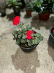 Удобрения: Ətirli pelargonium (sardunya) – iri, sıx yarpaqlı otaq bitkisi. - at lalafo.az — 12 Удобрения: Ətirli pelargonium (sardunya) – iri, sıx yarpaqlı otaq bitkisi. - — 12