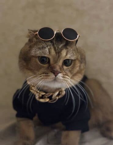 Dişi pişik axtarılır bu yaraşıqlı oqlana isteyen yazsin nomreye bir lalafo.az -da Dişi pişik axtarılır bu yaraşıqlı oqlana isteyen yazsin nomreye bir