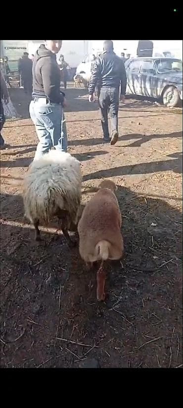 Salam aleykum qardaşlar ana baladilar 1 ci balasidi qardaşlar lalafo.az -da Salam aleykum qardaşlar ana baladilar 1 ci balasidi qardaşlar