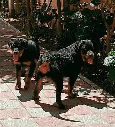 Rotveyler, 4 ay, Dişi, Peyvəndli, Ünvandan götürmə lalafo.az -da Rotveyler, 4 ay, Dişi, Peyvəndli, Ünvandan götürmə