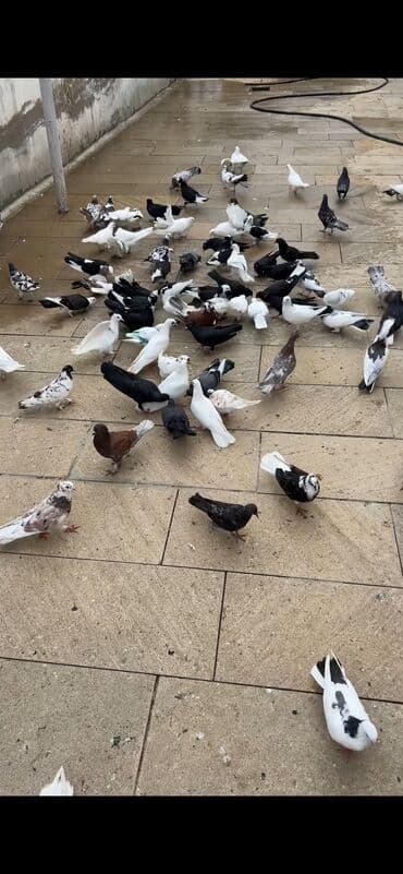 Qusdarin hamisi satilir qiymet 5:10 manat Xirdalandadi lalafo.az -da Qusdarin hamisi satilir qiymet 5:10 manat Xirdalandadi