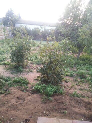 İnnab ağacı ikisi 60 azn sağlam ağaclardı birinin boyu 1.5 metr lalafo.az -da İnnab ağacı ikisi 60 azn sağlam ağaclardı birinin boyu 1.5 metr