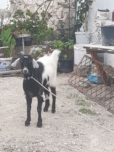 Digər kənd təsərrüfatı heyvanları lalafo.az -da Digər kənd təsərrüfatı heyvanları