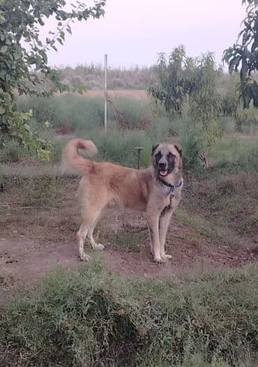 Qurdbasar, 1 il, Erkek, Peyvəndli, Ünvandan götürmə lalafo.az -da Qurdbasar, 1 il, Erkek, Peyvəndli, Ünvandan götürmə