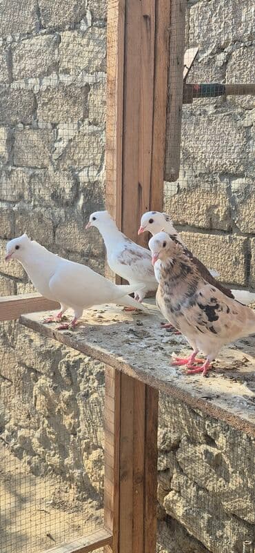 Əvvəla salam. Təmiz qan iran miz kəkilləri satılır. 4düdə masallı lalafo.az -da Əvvəla salam. Təmiz qan iran miz kəkilləri satılır. 4düdə masallı