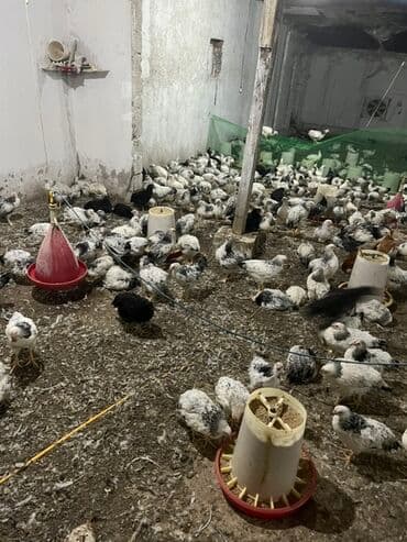 Toyuq, Broyler, Ətlik lalafo.az -da Toyuq, Broyler, Ətlik