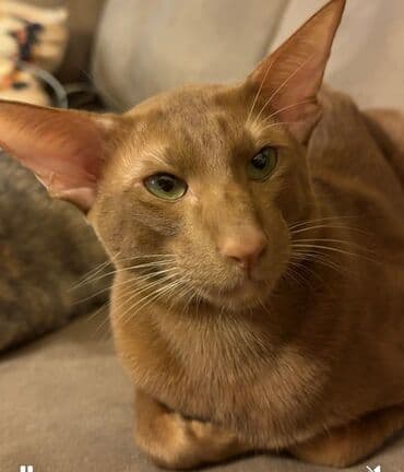 В нашем городе впервые появились кошки породы Ориентал!!!!💎 16 lalafo.az -da В нашем городе впервые появились кошки породы Ориентал!!!!💎 16