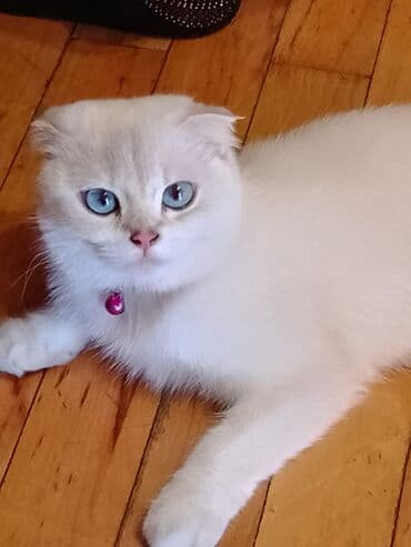 Şotland lalafo.az -da Şotland