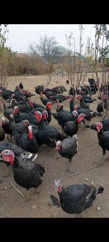 Erkək, Damazlıq lalafo.az -da Erkək, Damazlıq