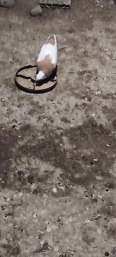 Sari boyun desd sari quyrug burnu dimdikli kekil erkeydi qizğin bala lalafo.az -da Sari boyun desd sari quyrug burnu dimdikli kekil erkeydi qizğin bala