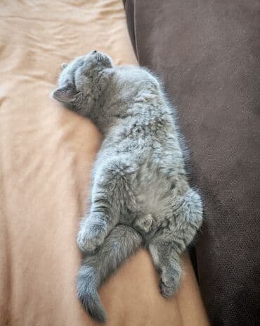 Britan, Erkək lalafo.az -da Britan, Erkək