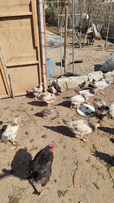 Рыба и морепродукты: Təmiz, kənd təsərrüfatı məhsulları: - Evdə saxlanılan toyuq sürüsü – at lalafo.az — 2 Рыба и морепродукты: Təmiz, kənd təsərrüfatı məhsulları: - Evdə saxlanılan toyuq sürüsü – — 2