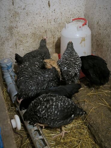 Toyuq cücələri, Ətlik lalafo.az -da Toyuq cücələri, Ətlik