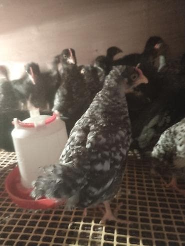 Toyuq cücələri, Ətlik lalafo.az -da Toyuq cücələri, Ətlik