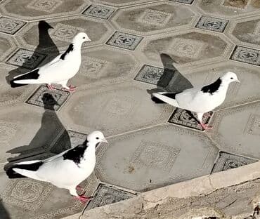 Salam boynugulluler satilir cut deyiller 1erkeydi 2si maya desdediıer lalafo.az -da Salam boynugulluler satilir cut deyiller 1erkeydi 2si maya desdediıer