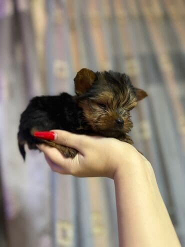 Yorkşir teryer, 2 ay, Peyvəndli, Pulsuz çatdırılma lalafo.az -da Yorkşir teryer, 2 ay, Peyvəndli, Pulsuz çatdırılma