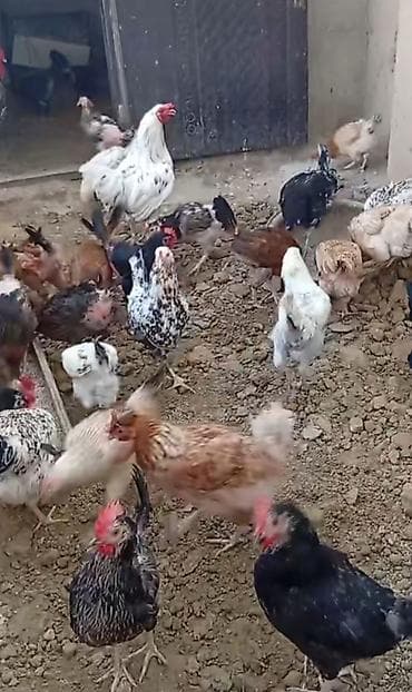 Toyuq, Damazlıq lalafo.az -da Toyuq, Damazlıq