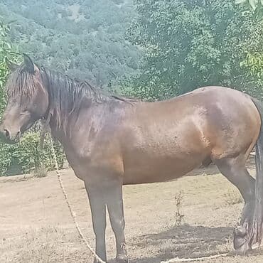 Qəhvəyi rəngli at - Rəng: tünd qəhvəyi, qara yal və quyruq - lalafo.az -da — 3 Qəhvəyi rəngli at - Rəng: tünd qəhvəyi, qara yal və quyruq - — 3