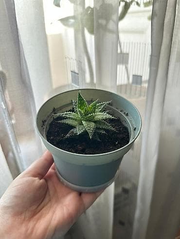 Minimalist və zövqlü seçim Haworthia sukkulenti ev, ofis və hədiyyə lalafo.az -da Minimalist və zövqlü seçim Haworthia sukkulenti ev, ofis və hədiyyə