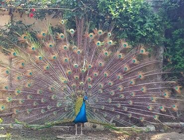 Qiymət yaşa görə dəyişir dəyərindən ucuz satıram cütü 800 aze lalafo.az -da Qiymət yaşa görə dəyişir dəyərindən ucuz satıram cütü 800 aze