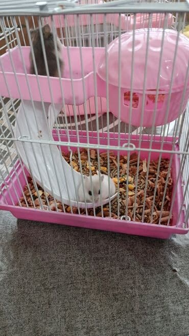 Coox ağıllı və şirin hemsterler. ev hemsteridir. dükandan alınma ile lalafo.az -da Coox ağıllı və şirin hemsterler. ev hemsteridir. dükandan alınma ile