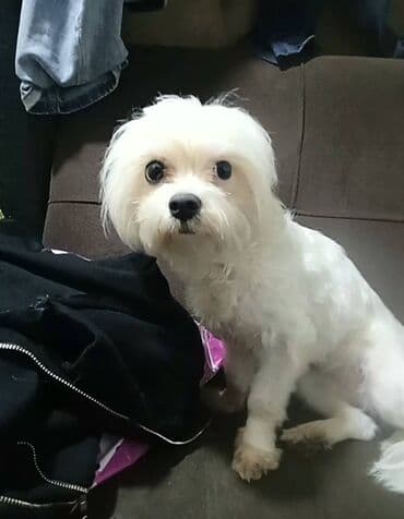 Pudel, 1 il, Dişi, Peyvəndli, Ünvandan götürmə, Pulsuz çatdırılma, Ödənişli çatdırılma lalafo.az -da Pudel, 1 il, Dişi, Peyvəndli, Ünvandan götürmə, Pulsuz çatdırılma, Ödənişli çatdırılma