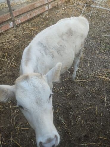 Satlıq heyvandarlıq üçün inək/manda növündən iki baş mal-qara. - lalafo.az -da Satlıq heyvandarlıq üçün inək/manda növündən iki baş mal-qara. -