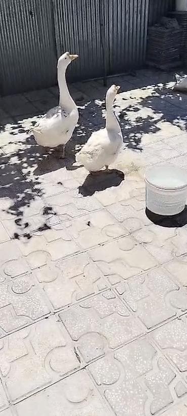 Digər quşlar lalafo.az -da Digər quşlar
