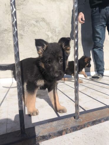 Alman çoban iti, 2 ay, Erkek, Ünvandan götürmə lalafo.az -da Alman çoban iti, 2 ay, Erkek, Ünvandan götürmə