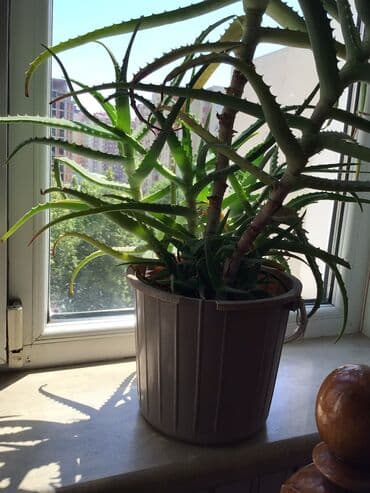 Aloe Vera Temiz Halda dekorativ mualicevi bitki lalafo.az -da Aloe Vera Temiz Halda dekorativ mualicevi bitki