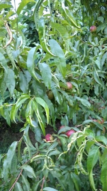 Гаражи: 90 соток, Собственник, Купчая at lalafo.az — 5 Гаражи: 90 соток, Собственник, Купчая — 5