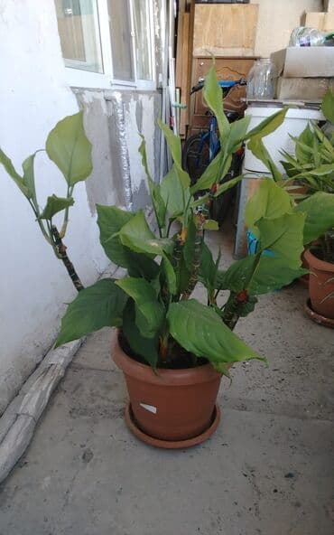 Удобрения: Qadın xöşbəxtliyi gülü, torpağı münbit torpaqdır,gül sağlamdır,ev və at lalafo.az — 4 Удобрения: Qadın xöşbəxtliyi gülü, torpağı münbit torpaqdır,gül sağlamdır,ev və — 4