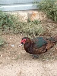 Digər heyvanlar lalafo.az -da Digər heyvanlar