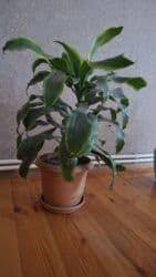 Dracena fragrans “Massangeana” (Korniyaqlı Drasena) – dekorativ ev lalafo.az -da Dracena fragrans “Massangeana” (Korniyaqlı Drasena) – dekorativ ev