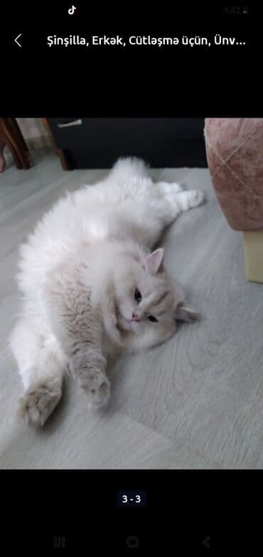 Şinşilla, Erkək, Cütləşmə üçün, Ünvandan götürmə lalafo.az -da Şinşilla, Erkək, Cütləşmə üçün, Ünvandan götürmə