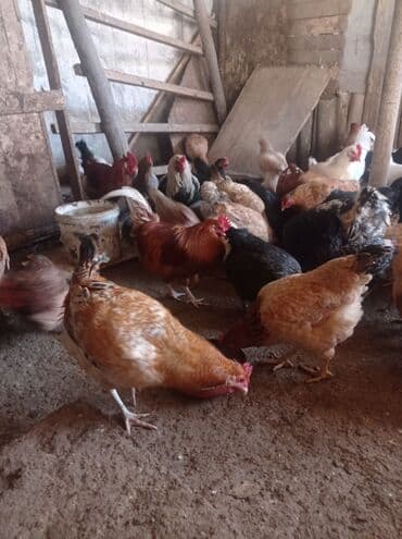 Toyuq, Damazlıq lalafo.az -da Toyuq, Damazlıq