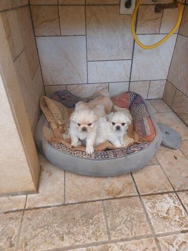 Pekines, 1 ay, Erkek, Sənədli, Ünvandan götürmə lalafo.az -da Pekines, 1 ay, Erkek, Sənədli, Ünvandan götürmə