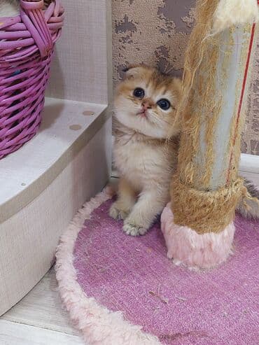 Şotland, Erkək, Dişi, Yaxşı əllərə, Ünvandan götürmə lalafo.az -da Şotland, Erkək, Dişi, Yaxşı əllərə, Ünvandan götürmə