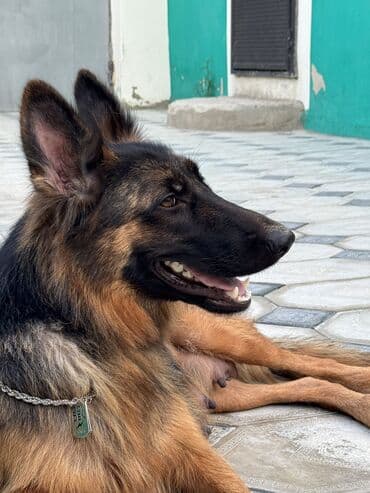 Alman çoban iti, 1 il, Dişi, Peyvəndli lalafo.az -da Alman çoban iti, 1 il, Dişi, Peyvəndli
