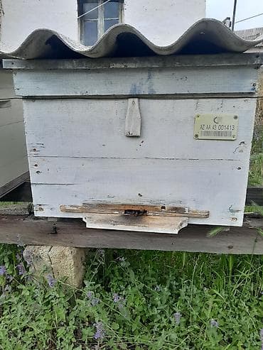 45 arı ayləsi içi 11 ramka balnan doldu arı ayləsi qutusu və balı ilə lalafo.az -da 45 arı ayləsi içi 11 ramka balnan doldu arı ayləsi qutusu və balı ilə