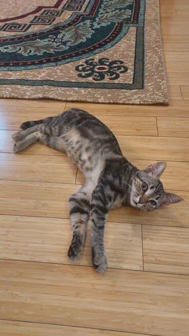 Tabbi, Dişi, Yaxşı əllərə, Ünvandan götürmə lalafo.az -da Tabbi, Dişi, Yaxşı əllərə, Ünvandan götürmə