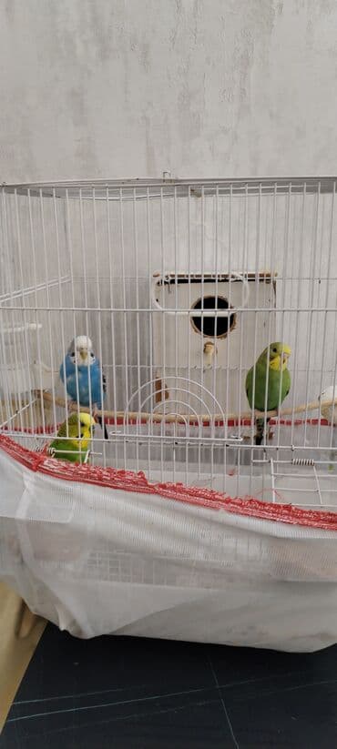 Бусы: Satilir qefes qarişiq 3 quş yumurta qoymaqa adelni qutusuda var at lalafo.az — 3 Бусы: Satilir qefes qarişiq 3 quş yumurta qoymaqa adelni qutusuda var — 3