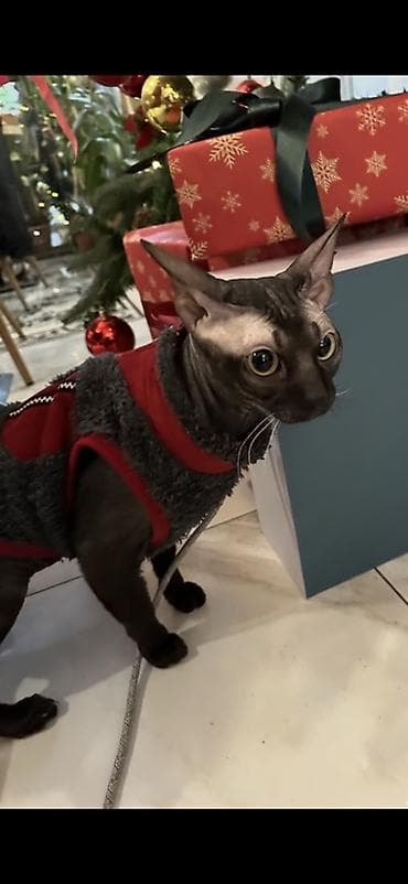 Sfinks, Cütləşmə üçün lalafo.az -da Sfinks, Cütləşmə üçün