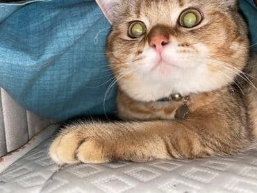 Britan, Erkək lalafo.az -da Britan, Erkək