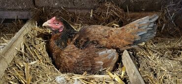 Xoruz, Heyratı, il: 1, Ünvandan götürmə lalafo.az -da Xoruz, Heyratı, il: 1, Ünvandan götürmə