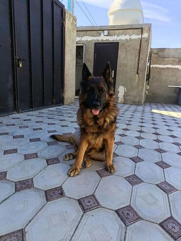 Alman çoban iti, 4 il, Dişi, Cütləşmə üçün, Ünvandan götürmə lalafo.az -da Alman çoban iti, 4 il, Dişi, Cütləşmə üçün, Ünvandan götürmə