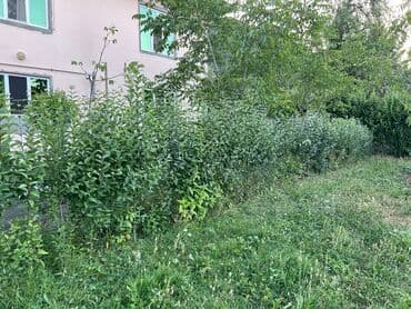 Удобрения: İlin 12 ayı həmişə yaşıl dekorativ ağaclar yarpaqları tökülmür bu at lalafo.az — 6 Удобрения: İlin 12 ayı həmişə yaşıl dekorativ ağaclar yarpaqları tökülmür bu — 6